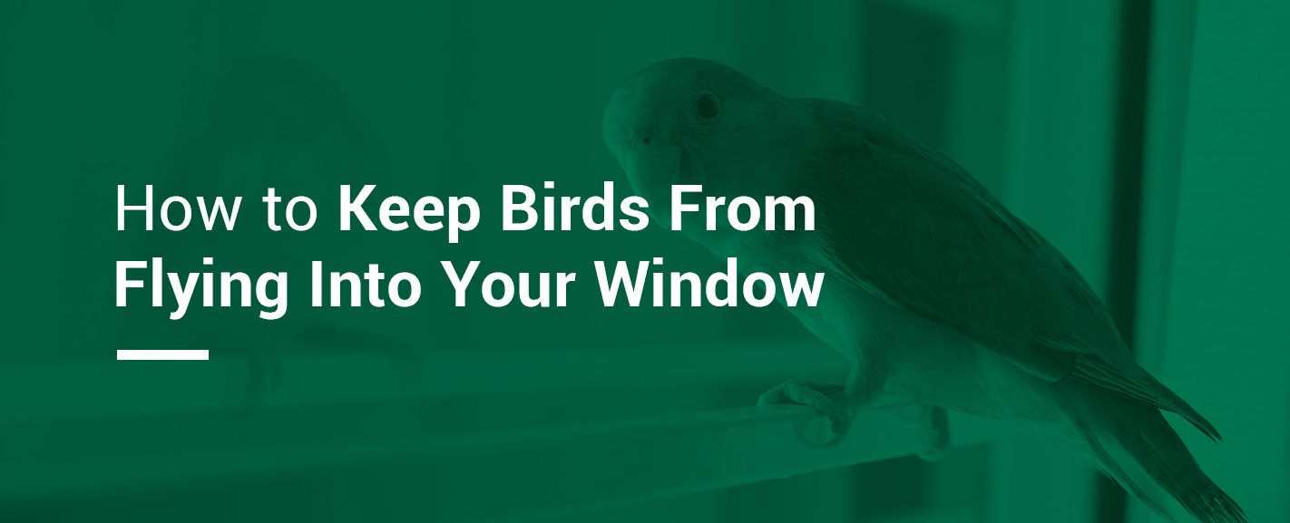 How to Keep Birds from Flying Into Your Window