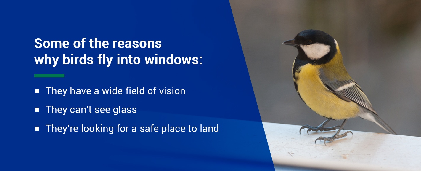 Why Do Birds Fly Into Windows?