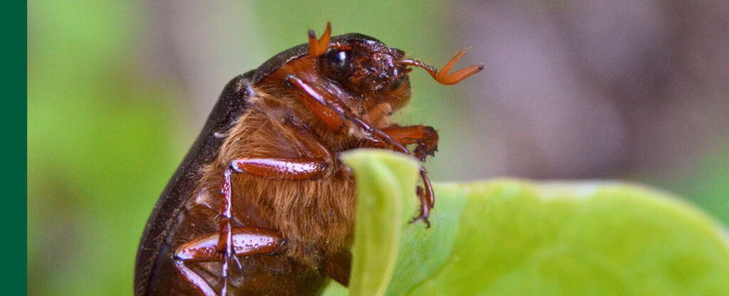 6 Tips for Getting Rid of June Bugs on Your Porch or Patio