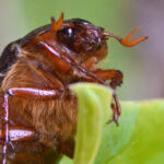 6 Tips for Getting Rid of June Bugs on Your Porch or Patio